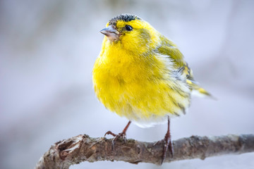 Erlenzeisig,Carduelis spinus, Vogelart,Carduelinae