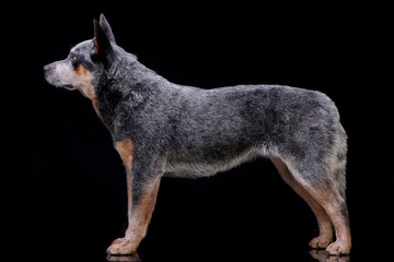 Studio shot of an adorable Australian Cattle Dog