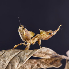 Ghost mantis Phyllocrania paradoxa - African predatory insect