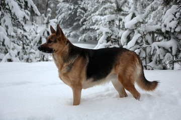 The beautiful german shepherd costs in fluffy white snow against the background of snow-covered pines.