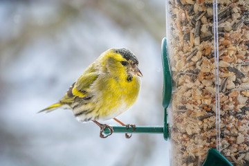 Erlenzeisig,Carduelis spinus, Vogelart,Carduelinae
