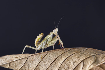 Mantis Creobroter gemmatus fertilized female