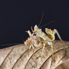Mantis Creobroter gemmatus fertilized female