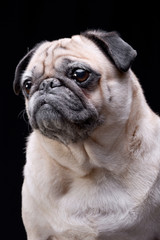 Obraz premium Portrait of an adorable Mops (or Pug)