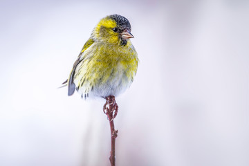 Erlenzeisig,Carduelis spinus, Vogelart,Carduelinae