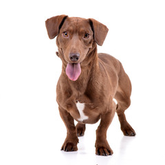 Studio shot of an adorable mixed breed dog