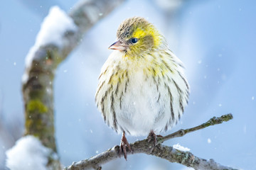 Erlenzeisig,Carduelis spinus, Vogelart,Carduelinae