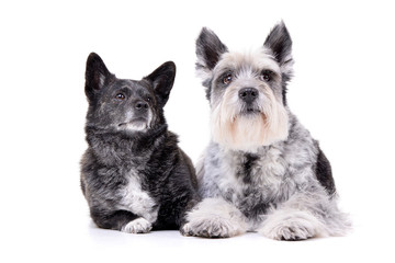 Studio shot of an adorable mixed breed dog and a Miniature schnauzer