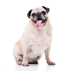 Fototapeta premium Studio shot of an adorable Mops (or Pug)