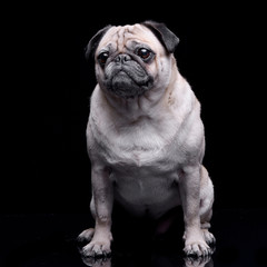 Studio shot of an adorable Mops (or Pug)