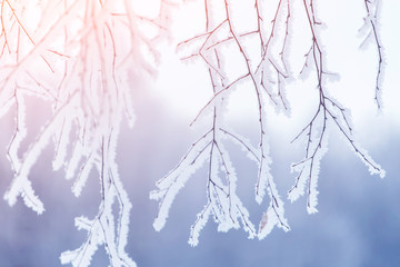 Winter tree branch in snow and frost blue background close-up