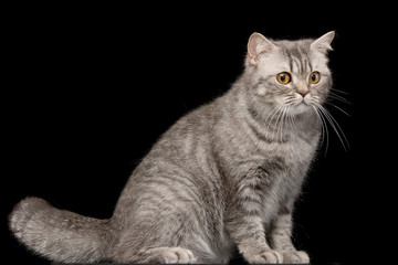 Studio shot of an adorable tabby cat