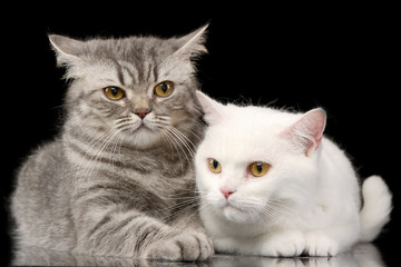 Studio shot of an adorable domestic cat