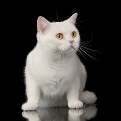 Obraz premium Studio shot of an adorable domestic cat