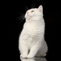 Studio shot of an adorable domestic cat