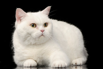 Studio shot of an adorable domestic cat