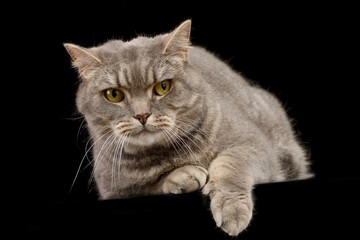 Studio shot of an adorable tabby cat