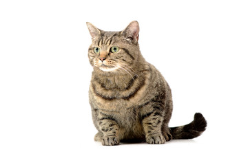 Studio shot of an adorable tabby cat