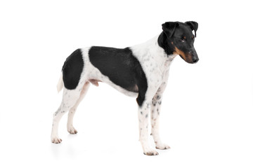 Studio shot of an adorable Fox terrier