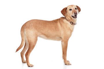 Studio shot of an adorable mixed breed dog