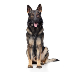 Studio shot of an adorable German shepherd