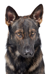 Portrait of an adorable German shepherd