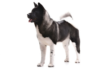 Studio shot of an adorable american Akita