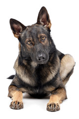 Studio shot of an adorable German shepherd