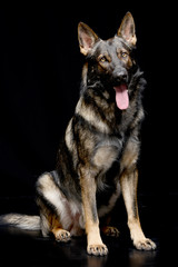 Studio shot of an adorable German shepherd