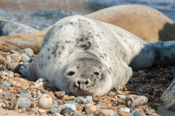 zoned out seal basking on a stony beach