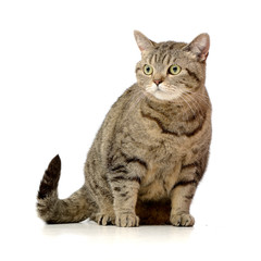 Studio shot of an adorable tabby cat