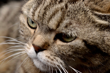 Portrait of an adorable tabby cat