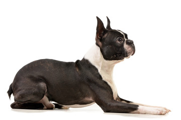 Studio shot of an adorable Boston Terrier