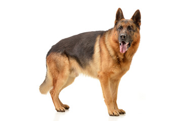 Studio shot of an adorable German shepherd