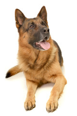 Studio shot of an adorable German shepherd