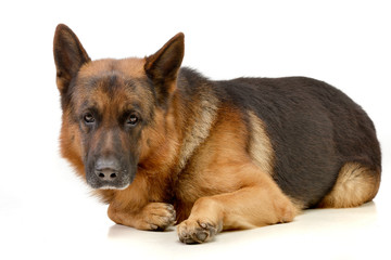 Studio shot of an adorable German shepherd