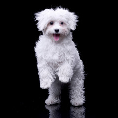 Studio shot of an adorable Havanese