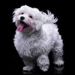 Studio shot of an adorable Havanese