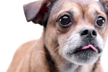 Portrait of an adorable mixed breed dog