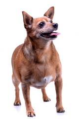 Studio shot of an adorable mixed breed dog