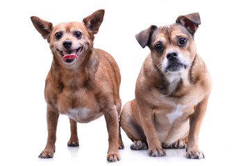 Fototapeta premium Studio shot of two adorable mixed breed dog
