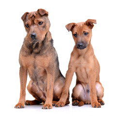 Studio shot of two adorable mixed breed dog