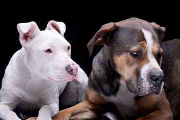 Obraz premium Studio shot of two adorable mixed breed dog