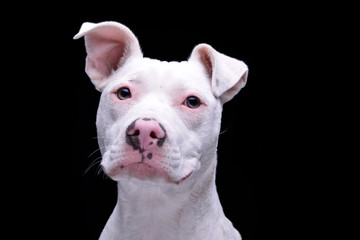 Portrait of an adorable mixed breed dog