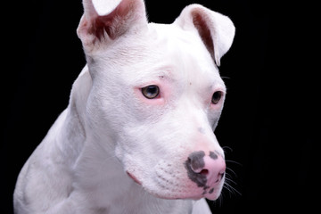 Obraz premium Portrait of an adorable mixed breed dog