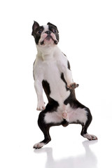 Funny shot of an adorable Boston Terrier
