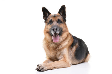 Fototapeta premium Studio shot of an adorable german shepherd dog