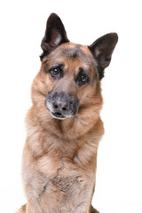 Portrait of an adorable german shepherd dog