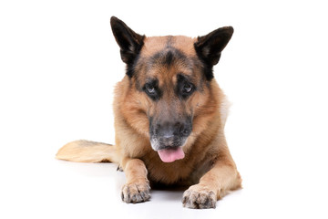 Studio shot of an adorable german shepherd dog