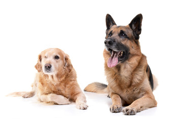 An adorable mixed breed dog and a german shepherd